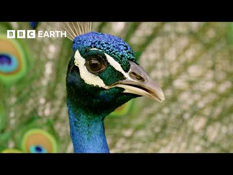 Peacock Tries "Faking it" to Find a Mate | BBC Earth