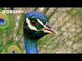 Peacock Tries Faking It To Find A Mate BBC Earth