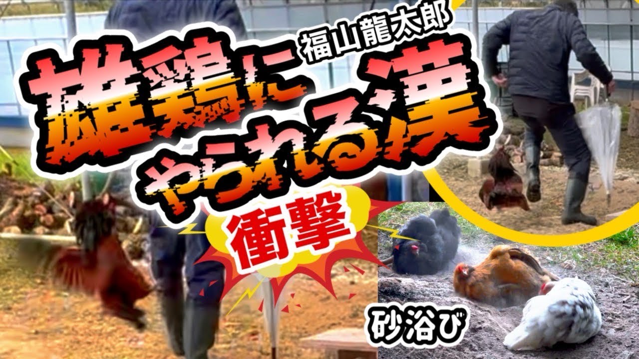 鶏の漢シリーズ⁉️【福山鶏にジャンピングキックくらう⁉️笑】