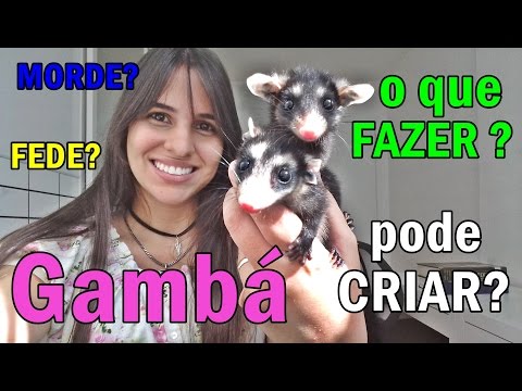 All about Opossums (READ DESCRIPTION)