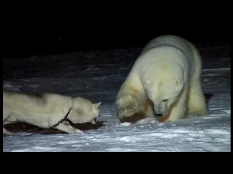 Cães usado como advertência