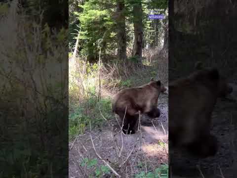 Hikers dodge charging grizzly bears at Glacier National Park. See the video.