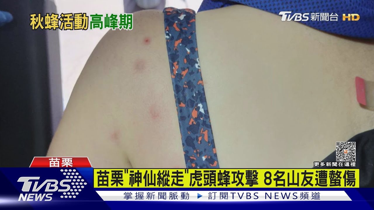 苗栗「神仙縱走」虎頭蜂攻擊 8名山友遭螫傷