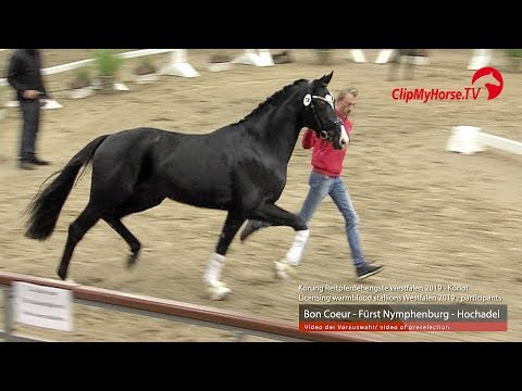 Hengst v. Bon Coeur - Fürst Nymphenburg - Hochadel