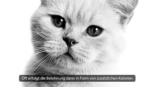 Royal Canin Veterinary Weight Management für Katzen