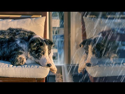 Soothe Your Dog with Rain White Noise