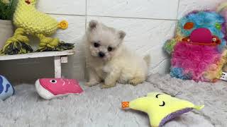 ハーフ犬の動画01