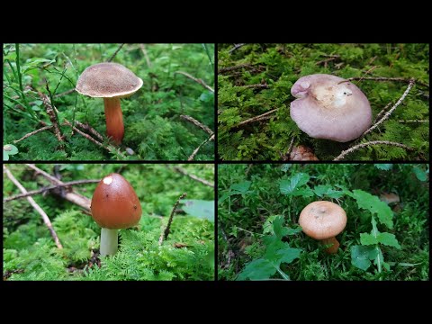 Der Bayern Sondler Teil 173 - Langsam aber sicher wirds