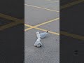 Seagulls Perform At The Walmart Parking Lot