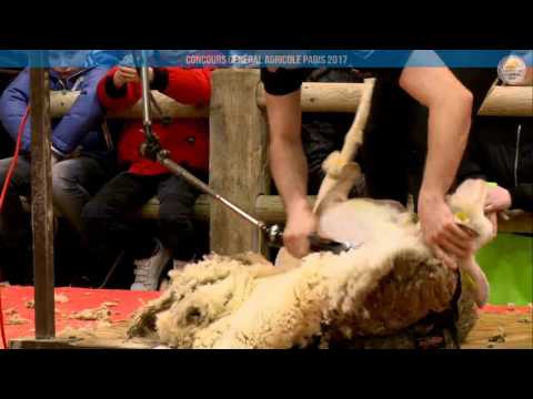 Voir la vidéo : Ring Ovins et Caprins du 05 mars 2017, partie 2