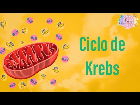 Krebs Cycle: General Aspects