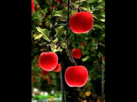 Sicania Soul Feat. Lara Luppi -- Life Is A Tree (Live -- Take 2)