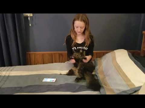 Marissa and the dancing cat