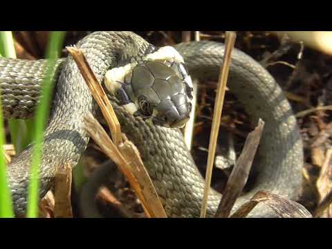 Grass snake closeup / Zaskroniec przybliżenie
