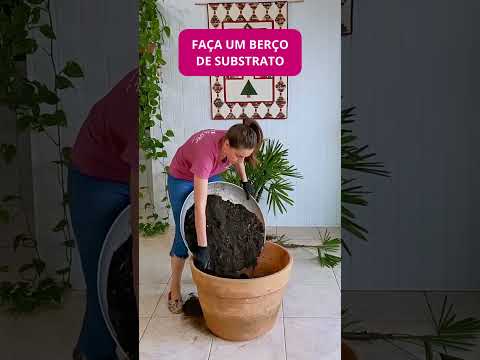 , title : 'Plantio de Palmeira Rafis'