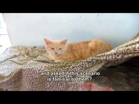 Cats, beware of cans !