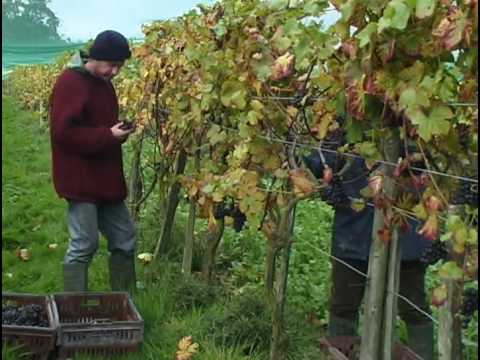 download lagu mp3 mp4 Sedlescombe Organic Vineyard, download lagu Sedlescombe Organic Vineyard gratis, unduh video klip Sedlescombe Organic Vineyard
