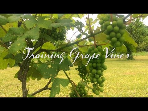 Training Grape Vines