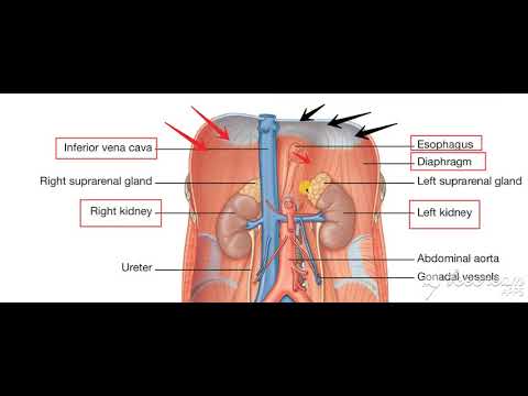 Urinary System in situ