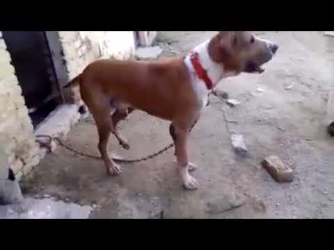 Daira Chohdri Taseem Khalid | Bully Dogs
