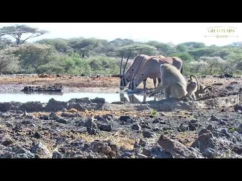 Baboons Mating *Not for sensitive viewers* #Shorts | Great Plains Conservation