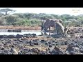 Baboons Mating Not For Sensitive Viewers Shorts Great Plains Conservation