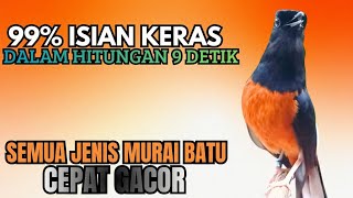 Download lagu PANCINGAN murai Batu FIGHTER GACOR ISIAN KERAS !! Jadikan semua murai batu ngedrop LANGSUNG FIGHTER mp3