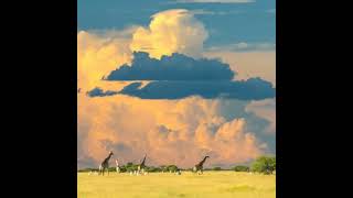 Botswana African Safari: The Ultimate Guide for 2025