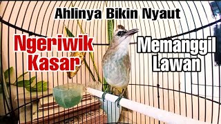 Download lagu pancingan trucukan ngeriwik kasar memanggil lawan bikin trucukan lain langsung nyaut ribut mp3