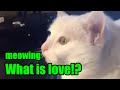 Squeal Cat meowing "What is Love" (cover ...