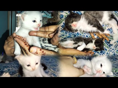 Little kittens | Little cat | cat Love 