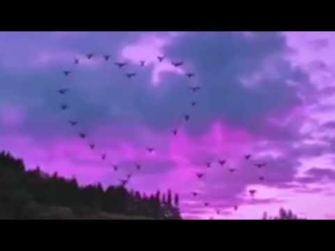 NBL vlog whatsapp status video 2023