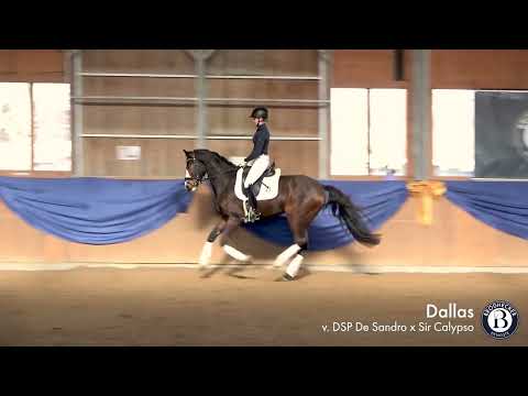 Dallas - Wallach - 2019 geboren (DSP De Sandro x Sir Calypso)