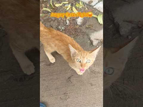 cat video ! cat voice ! cat sound ! cat meowing #shorts #short #youtubeshorts #cat #cats (part 22)