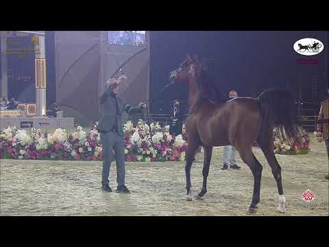 N 232 THAHAB AJMAN   Katara International Arabian Horse Festival   Stallions 7 10 Years Old Class 11