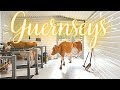 Guernsey Cows In The Milk Parlor!