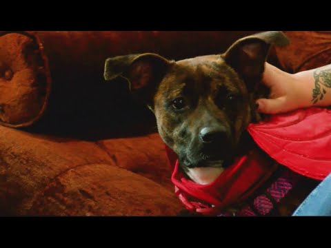 Serving up coffee, finding forever homes for dogs | 28/22 News - YouTube