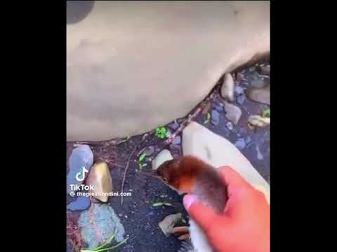 My Pet Duck Adam Going For His First Swim