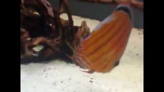 preview picture of video 'wild discus 01-05-2009'