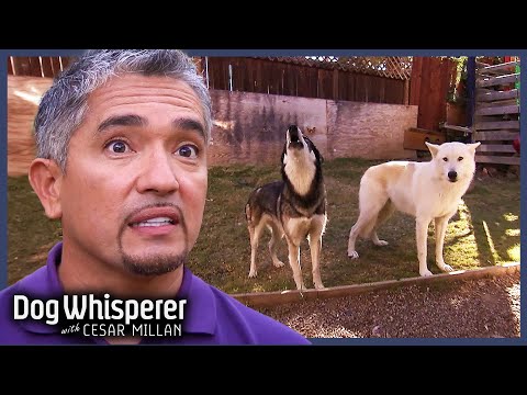 Cesar Tames Two Dangerously Possessive Wolf-Dogs |S5E4 Full Episode| Dog Whisperer With Cesar Millan