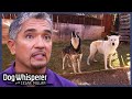Cesar Tames Two Dangerously Possessive Wolf Dogs S5E4 Full Episode Dog Whisperer With Cesar Millan