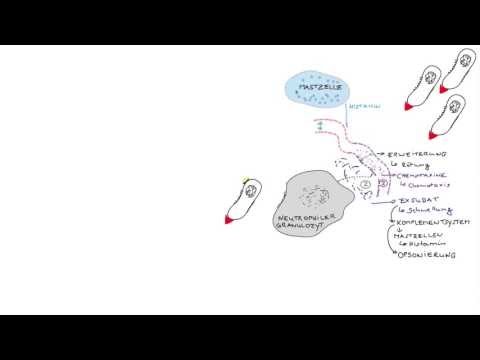 34_02_Immunsystem - Unspezifische Immunabwehr