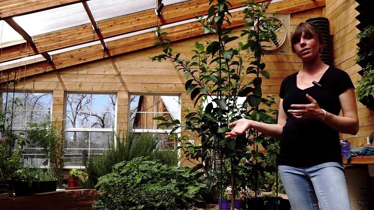 Grow Ceres with Kylie: How to Grow Citrus in your Greenhouse