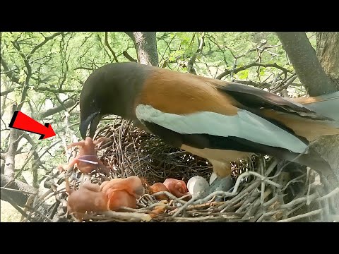 Cuckoo baby is throwing the baby out of the nest, mother picked up the baby @beautyofnature4988