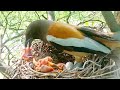 Cuckoo Baby Is Throwing The Baby Out Of The Nest Mother Picked Up The Baby Beautyofnature4988
