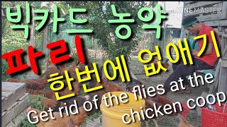 빅카드 농약으로 닭장에 파리 한번에 없애기. 소 우사 돼지 돈사 파리 죽이기  Get rid of the f…