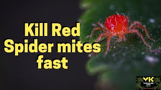 How to kill Red Spider Mites fast