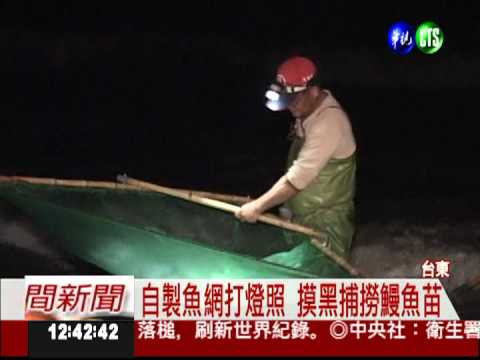 鰻魚苗價格大漲 居民冒險捕撈!