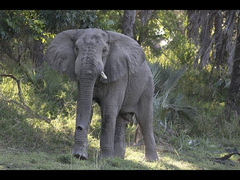 Elephant Aloísio´s tusk lost & found