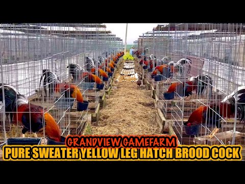 Pure Sweater Yellow Leg Hatch Brood Cock ~ GRANDVIEW GAMEFARM